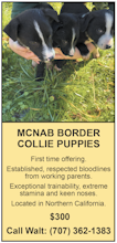 MCNAB BORDER COLLIE PUPPIES